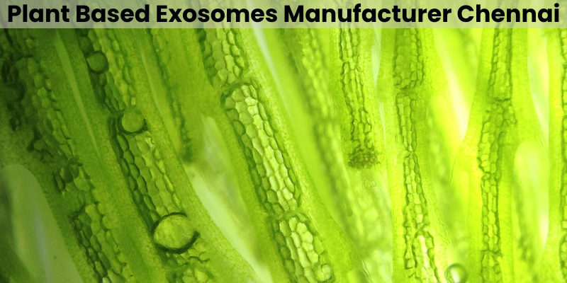 Plant-Based Exosomes Manufacturer Chennai